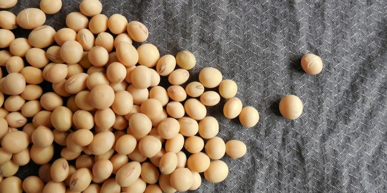 soja-em-graos-allnuts